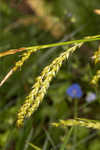 European woodland sedge